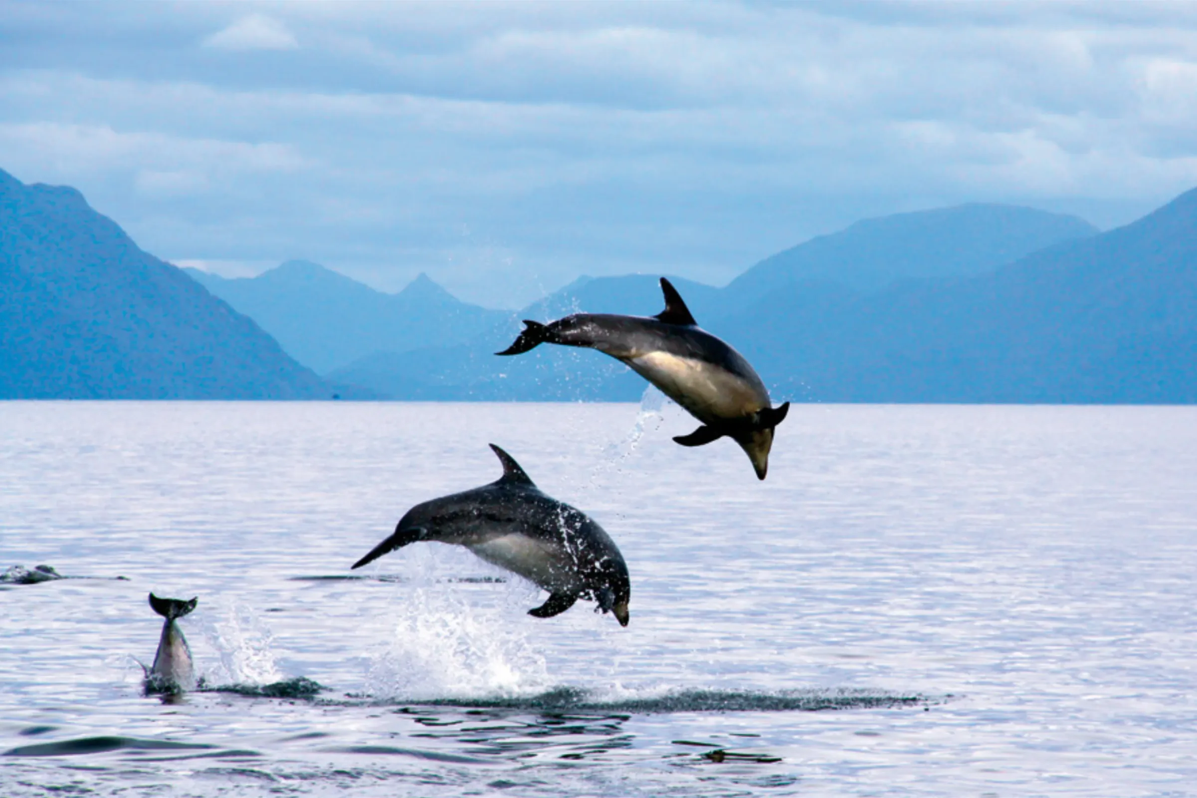 Fauna austral en los canales del sur de Chile