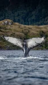 Fauna del Archipiélago de los Chonos, región de Aysén