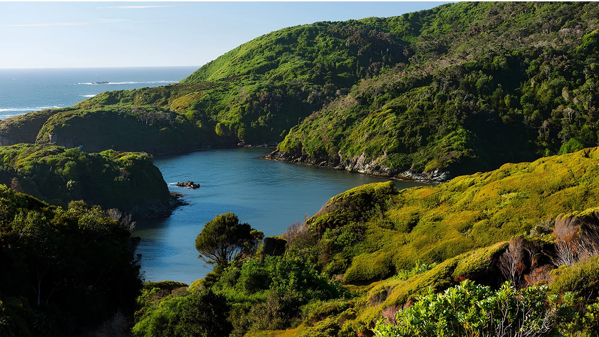 Bosque siempreverde junto a los canales de Chiloé